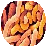 LP299V Probiotic