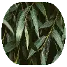 White Willow Bark